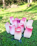 Ivory & Dark Pink Wooden Rosebud (price per stem)