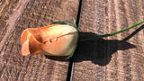 Ivory & Brown Wooden Rosebud (price per stem)