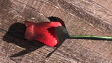 Red & Black Wooden Rosebud (price per stem)